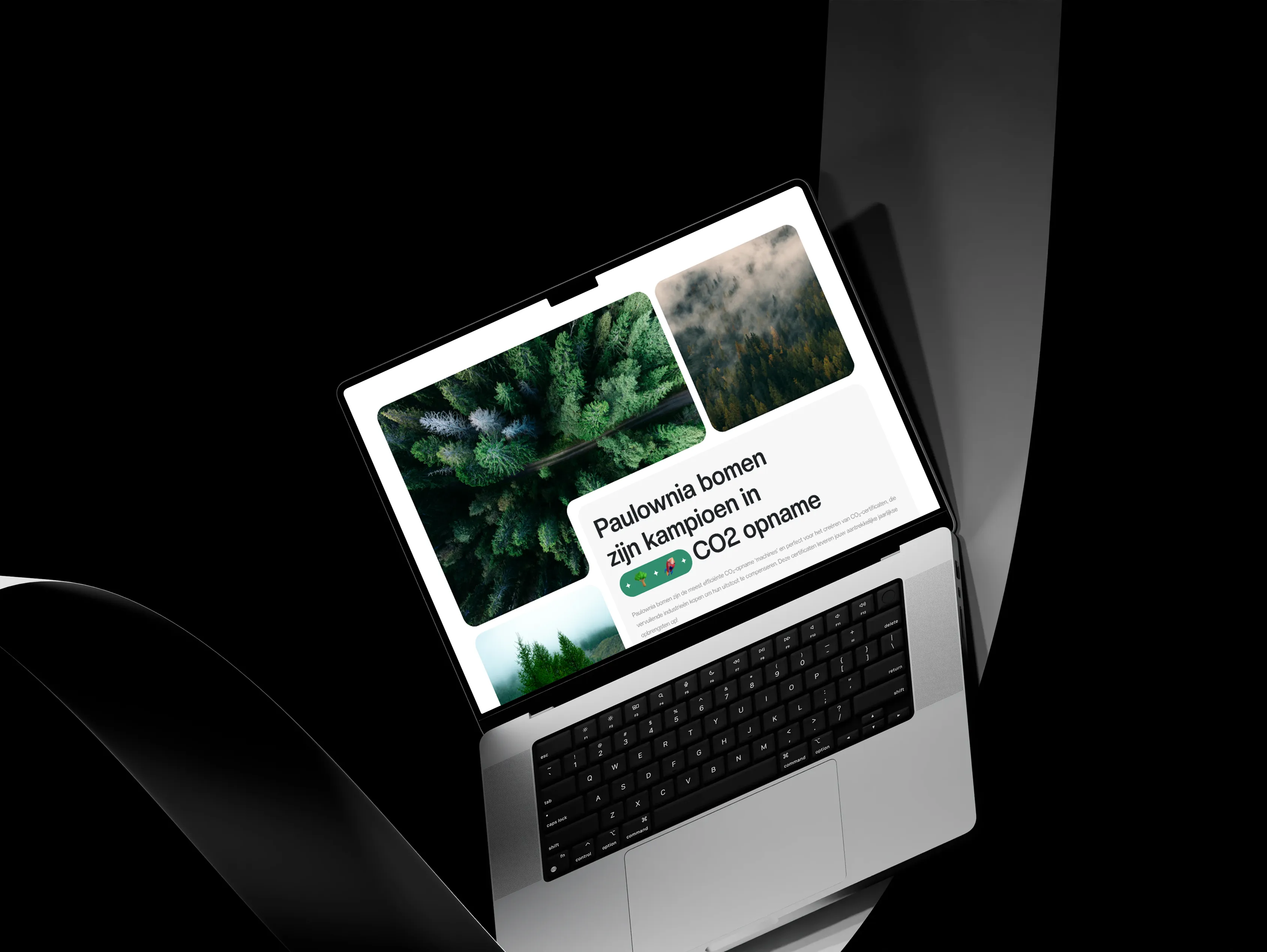 Paulownia tree information presented alongside a forest photography grid